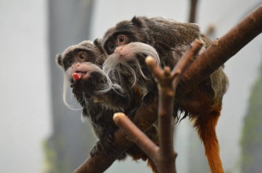 Emperor Tamarin yakın çekim