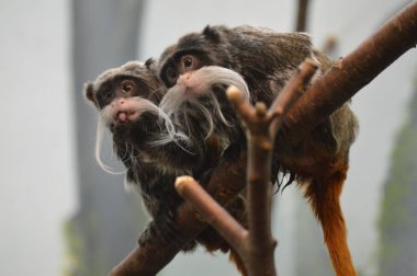 Emperor Tamarin yakın çekim
