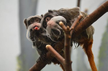 Emperor Tamarin yakın çekim