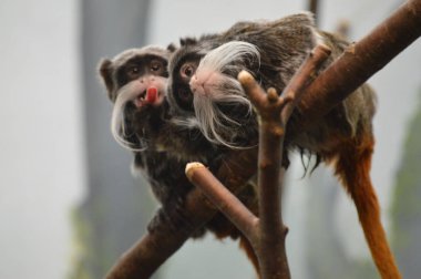 Emperor Tamarin yakın çekim