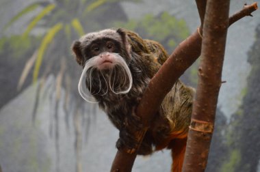 Emperor Tamarin yakın çekim