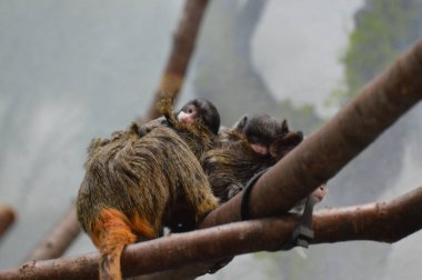 Emperor Tamarin yakın çekim