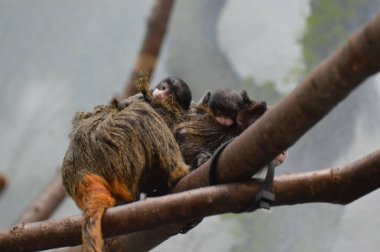 Emperor Tamarin yakın çekim