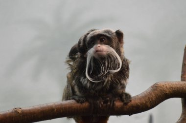 Emperor Tamarin yakın çekim
