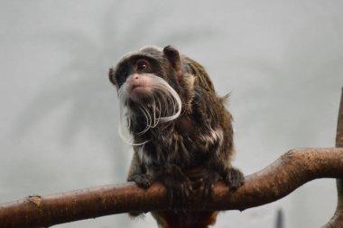 Emperor Tamarin yakın çekim