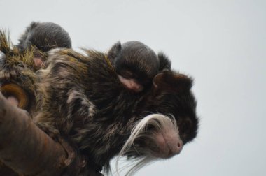 Emperor Tamarin yakın çekim