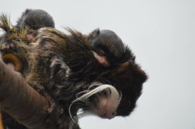 Emperor Tamarin yakın çekim