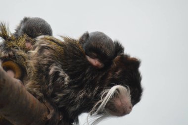 Emperor Tamarin yakın çekim