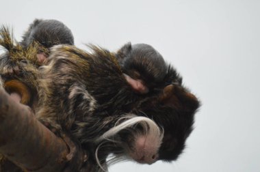 Emperor Tamarin yakın çekim