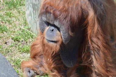 Açık havada bir orangutan