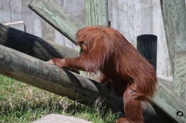 Açık havada bir orangutan