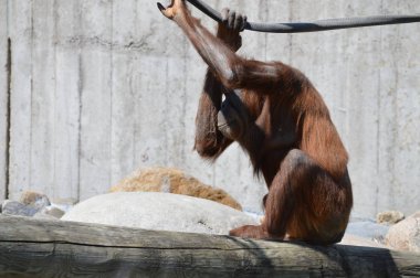 Açık havada bir orangutan