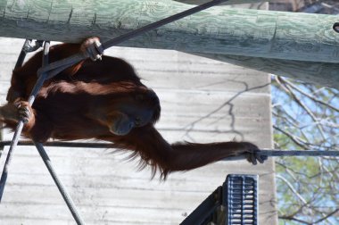 Açık havada bir orangutan