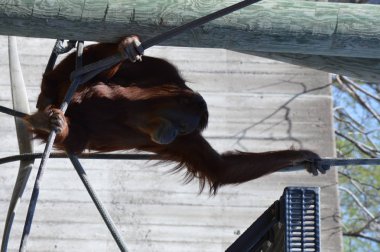 Açık havada bir orangutan