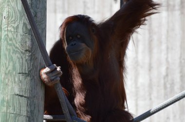 Açık havada bir orangutan