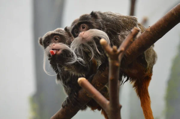 Närbild Kejsare Tamarin — Stockfoto