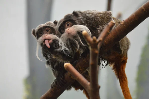 Primer Plano Emperador Tamarin — Foto de Stock