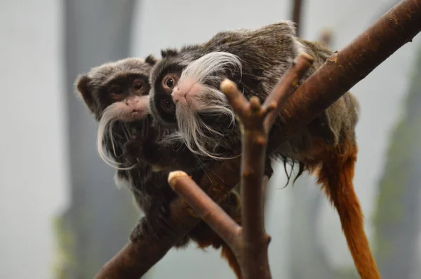 Närbild Kejsare Tamarin — Stockfoto