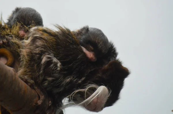 Närbild Kejsare Tamarin — Stockfoto