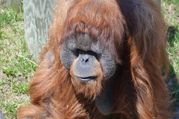 Açık havada bir orangutan