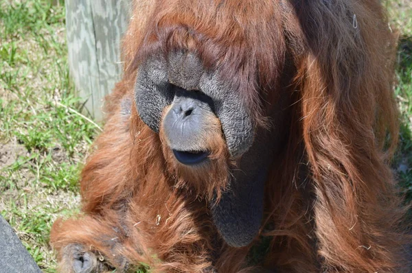 Açık havada bir orangutan