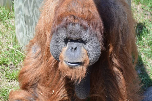 Açık havada bir orangutan