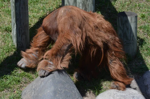 Orangutang Det Fri - Stock-foto
