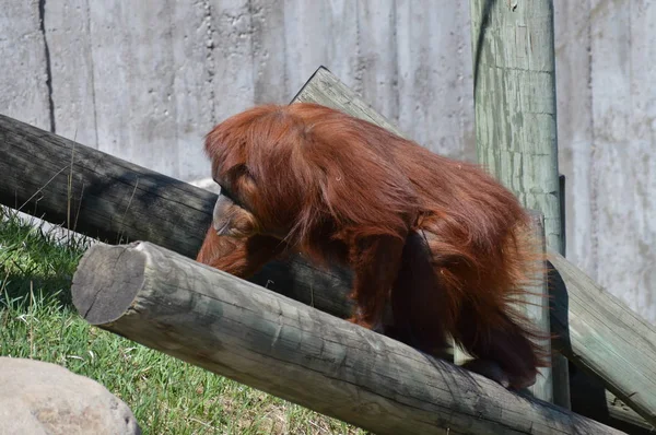 Açık havada bir orangutan