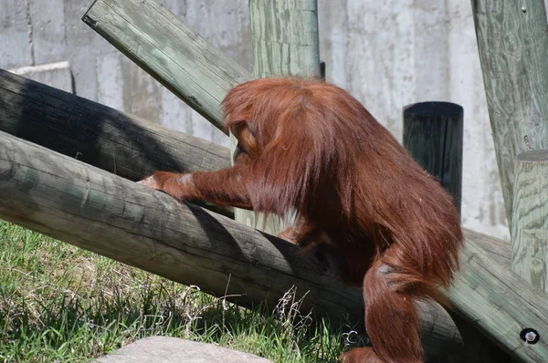 Açık havada bir orangutan