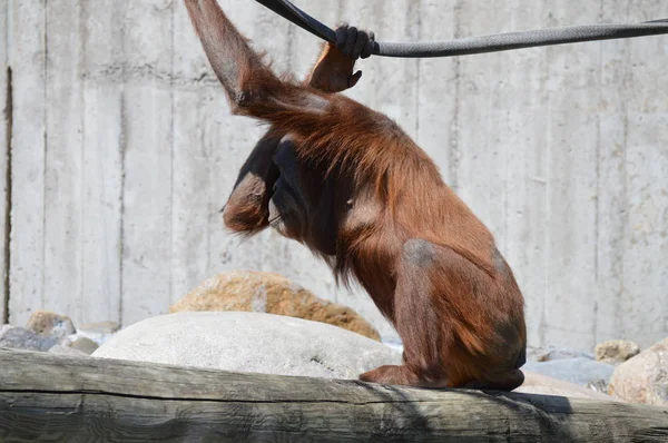 Orangutan Plenerze — Zdjęcie stockowe