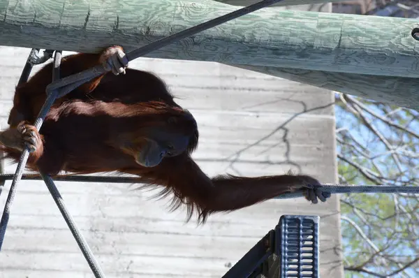Açık havada bir orangutan