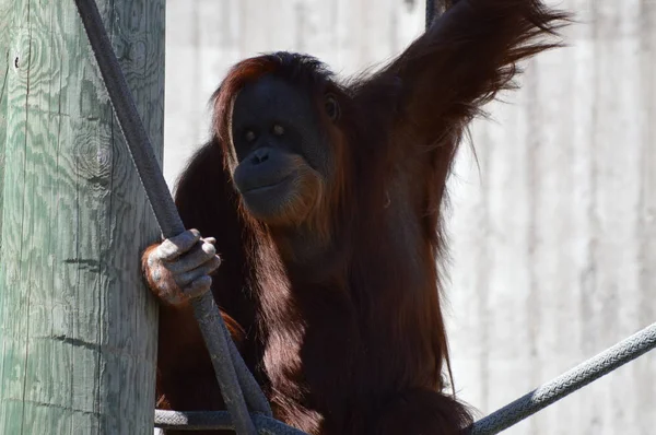 Açık havada bir orangutan