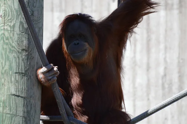 Açık havada bir orangutan
