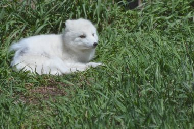 Kutup tilki çim döşeme