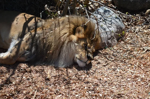 León Macho Durmiendo Suelo —  Fotos de Stock