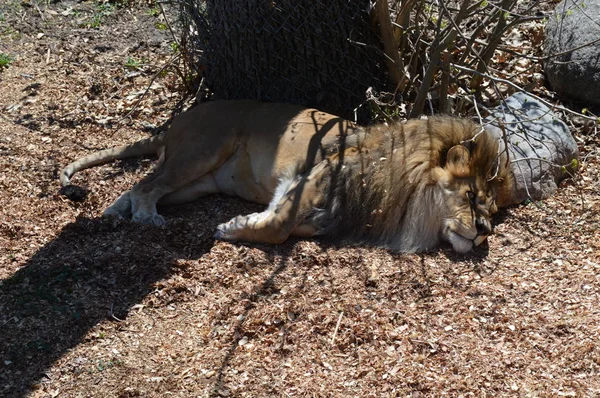Male Lion Sleeping Ground — Stock Photo, Image