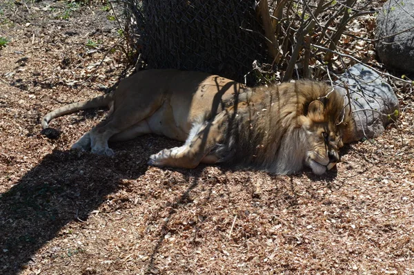 León Macho Durmiendo Suelo —  Fotos de Stock