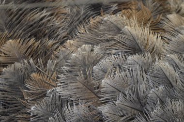 Yakından devekuşu tüyleri arka plan