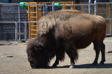 Bir bizon açık havada