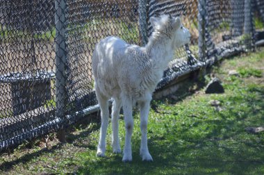 Genç bir kadın dall koyun