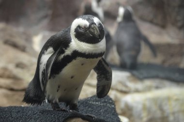 Bir penguen yakın çekim