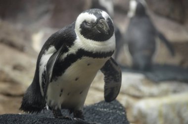 Bir penguen yakın çekim
