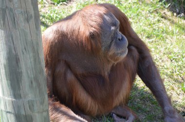Açık havada orangutan.