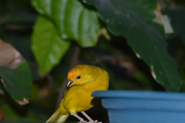 Ein Tropischer Vogel Futterhäuschen — Stockfoto