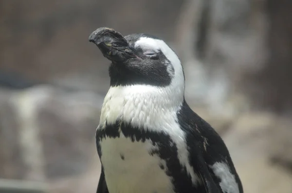 Крупный План Пингвина — стоковое фото