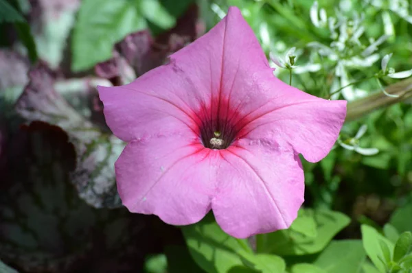 Petunia Цветы Саду — стоковое фото