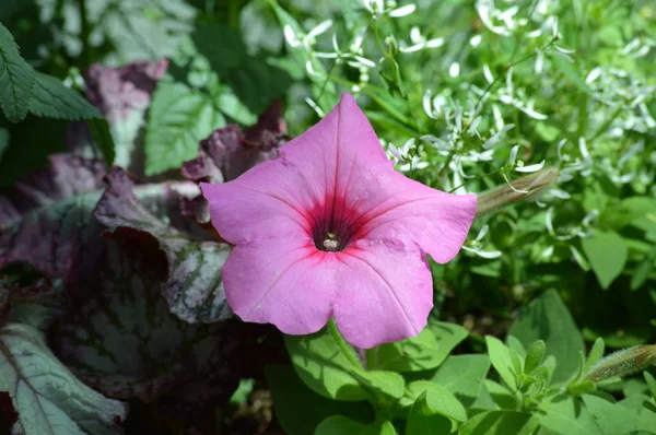 Petunia Цветы Саду — стоковое фото