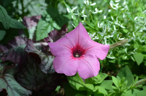 Petunia Blommor Trädgården — Stockfoto