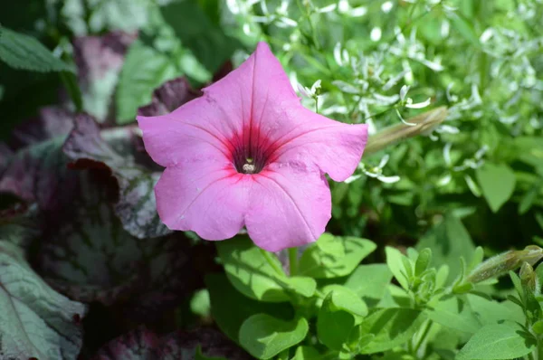 Petunia Flores Jardín — Foto de Stock
