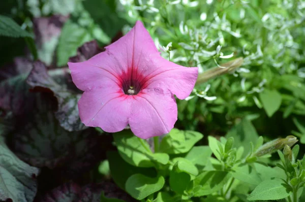 Petunia Flores Jardín —  Fotos de Stock